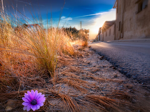 The Flower That Started Rumours — Based on Isaiah 35:1-10 – A scorched land bursts into colour as a sign of God’s renewing work — Advent 3 Year A